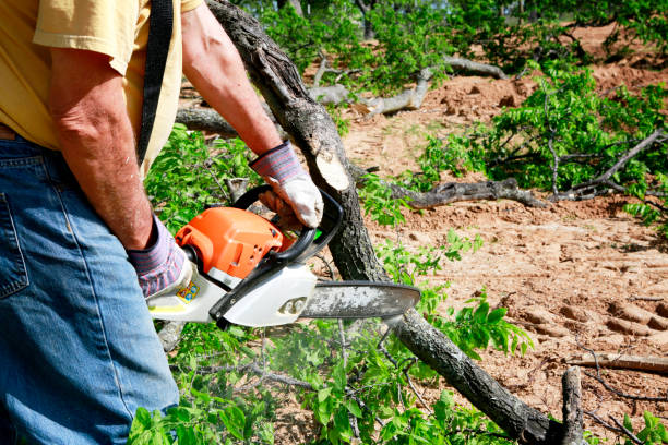 Best Tree Root Removal  in USA